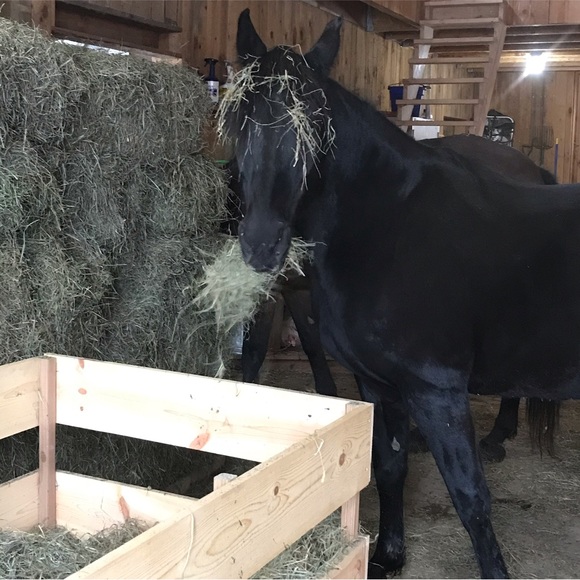 🐎Unlisted🐾 items - Picture 2 of 5